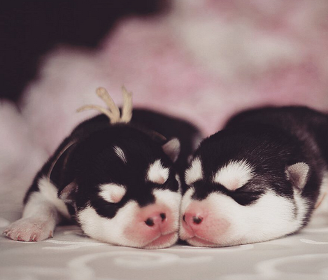 Fotógrafa registra cães da raça husky siberiano