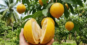 Foto: (Imagem sem texto alternativo disponivel ID [2746131])