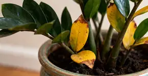 Coloque isso nas suas zamioculcas e as folhas vão voltar a ficar com vida. Um truque caseiro simples e fácil