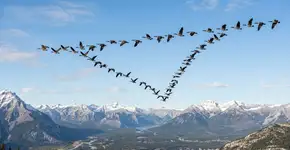 Como é que os animais migratórios sabem que têm de ir por este caminho?
