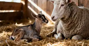 Foto: (Imagem sem texto alternativo disponivel ID [2674275])