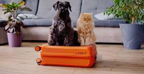 Foto: (Lavju/iStock)