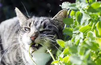 Featured large news: A planta que gatos amam e quase ninguém sabe para que serve