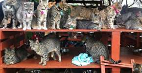 Santuário no Havaí tem quase 500 gatinhos