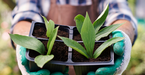 Jardineiros garantem que deixamos passar um verdadeiro ‘tesouro’ para as plantas do jardim