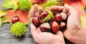 Foto: (Depositphotos/NataliiaMelnyc)