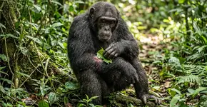 Chimpanzés aplicam plantas medicinais em seus ferimentos… e também ajudar os outros