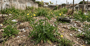 Foto: (Imagem gerada por IA/Gemini)