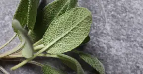 Foto: (Sunlight-studio/DepositPhotos)