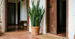 A “planta espada-de-são-jorge”, que atrai riqueza e boa sorte, além de purificar o ar, tem benefícios e métodos de cuidado que você encontra tudo em um só lugar! O melhor local para ela, segundo o Feng Shui, é exatamente esse