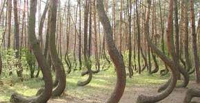 Foto: (Imagem sem texto alternativo disponivel ID [540769])