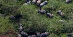 Foto: (Imagem sem texto alternativo disponivel ID [1868894])