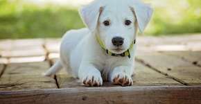 Como ter um cachorro pode ajudar a reduzir o estresse e a ansiedade