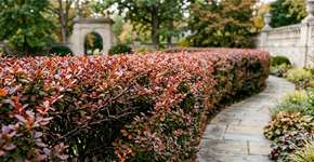 A planta que serve de cerca viva: Bloqueia a entrada de animais e traz frescor ao jardim