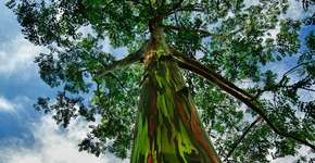 Foto: (Imagem sem texto alternativo disponivel ID [1110970])