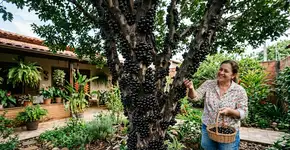 Como fazer sua jabuticabeira dar frutos em até 90 dias