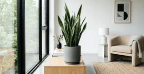 A espada de são jorge é resistente a quase tudo, mas nunca a deixe perto do ar-condicionado