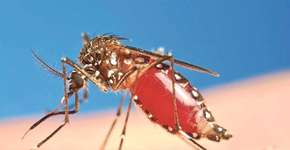 Alunos do ensino médio de MG desenvolvem larvicida contra dengue