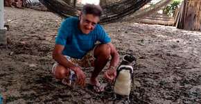 Pinguim viaja 3 mil km todos os anos para reencontrar homem que o salvou