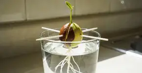 Foto: (Imagem sem texto alternativo disponivel ID [2692355])