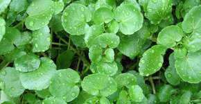 O superalimento esquecido na feira que faz falta à sua saúde