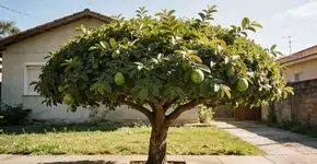 Foto: (Imagem sem texto alternativo disponivel ID [2697853])