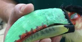 Foto: (Imagem sem texto alternativo disponivel ID [1833893])