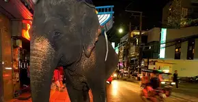 Morte de turista chama atenção para abusos no turismo animal