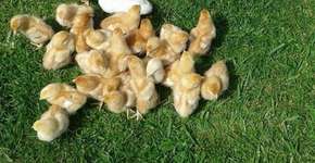 18 imagens que vão fazer você sorrir com tanta fofura