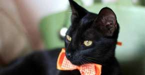 Os 10 gatinhos mais fofos dos leitores do Catraca Livre