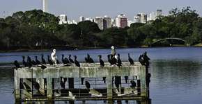 Pássaros urbanos têm colesterol alto por consumo de fast foods