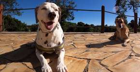 Pousada pet friendly em Monte Verde se adapta pela pandemia