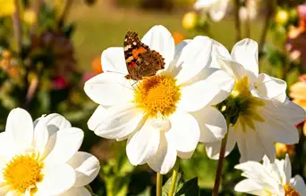 Featured large news: Essa linda flor atrai enxame de borboletas e abelhas pro jardim porque tem néctar abundante