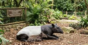 A Espanha faz história com o nascimento de um animal em perigo de extinção: eles lutam pela sua conservação há 20 anos