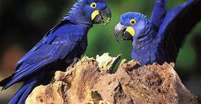 Foto: (Imagem sem texto alternativo disponivel ID [1525370])