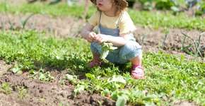 Horta: sete ideias de legumes, verduras, flores e frutas para plantar e cuidar com as crianças