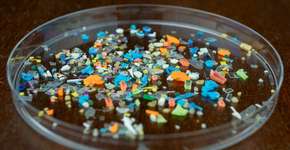 Foto: (iSTock/Svetlozar Hristov)