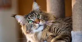 Foto: (Imagem sem texto alternativo disponivel ID [2697936])