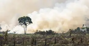 Campanha convida as pessoas a se unirem pelo combate ao desmatamento