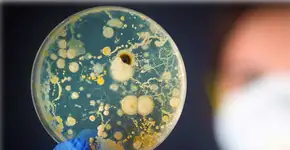 Bactéria probiótica da longevidade ajuda chegar aos 120 anos