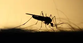 Adeus mosquitos: este é o método caseiro que não falha para eliminar os insetos