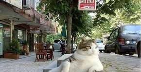 Gato famoso na internet recebe estátua em sua homenagem