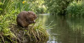 Após 20 anos, este pequeno mamífero, considerado o jardineiro da natureza, retorna da extinção