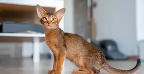 Gato marrom: 6 raças que se destacam pela cor da pelagem