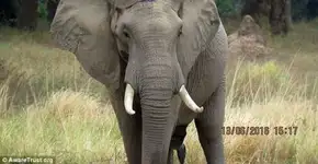 Elefante baleado caminha até veterinários em busca de socorro