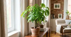 Para a árvore da felicidade durar anos: o macete não é a rega, mas nunca deixar no caminho da corrente de ar