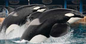 Foto: (Imagem sem texto alternativo disponivel ID [1188140])