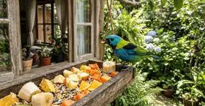 Demorei muito para entender por que o passarinho não deve ser alimentado com pão