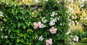 A especialista em plantas Suni Bustinza afirma: “Estas são as trepadeiras resistentes que eu escolheria para o meu jardim.”