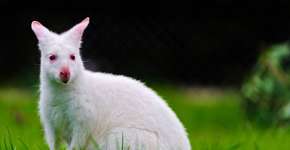 A beleza exótica de 16 animais albinos